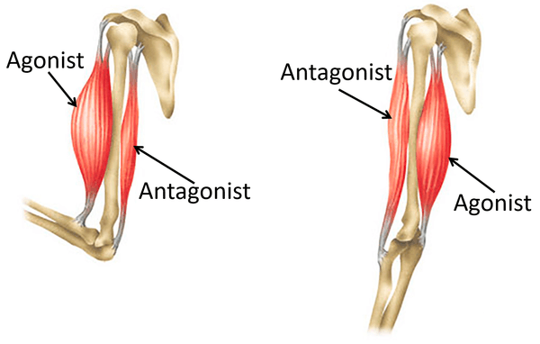 The agonist and antagonist relationship between muscles