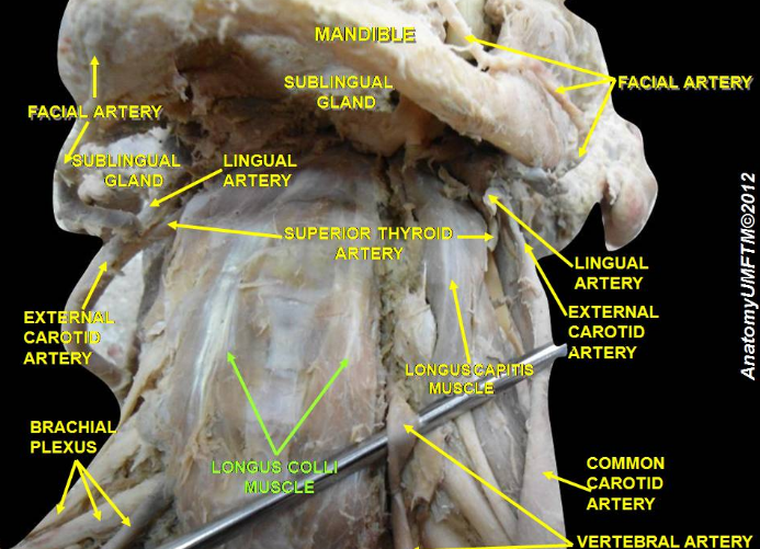Cadaver dissection of the deep neck flexors (longus colli, longus capitis, brachial plexus, and arteries in the neck)