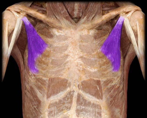 Pectoralis minor muscle on the torso