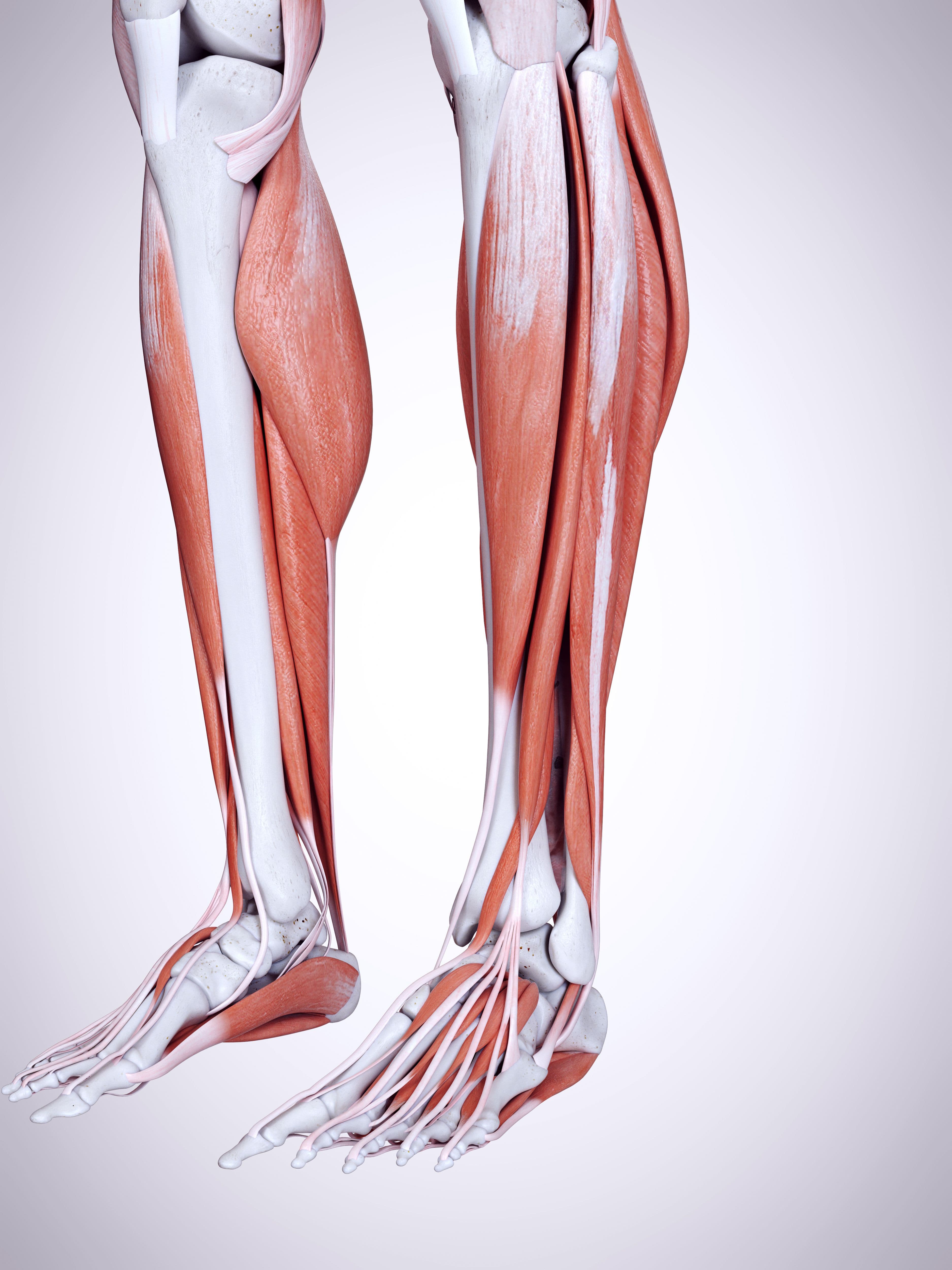 Kinesiology of the Ankle