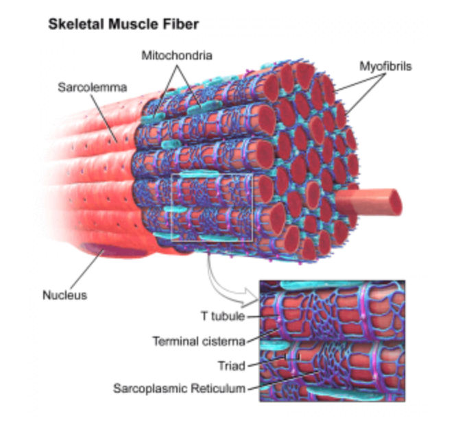 Muscle Cell Thumbnail