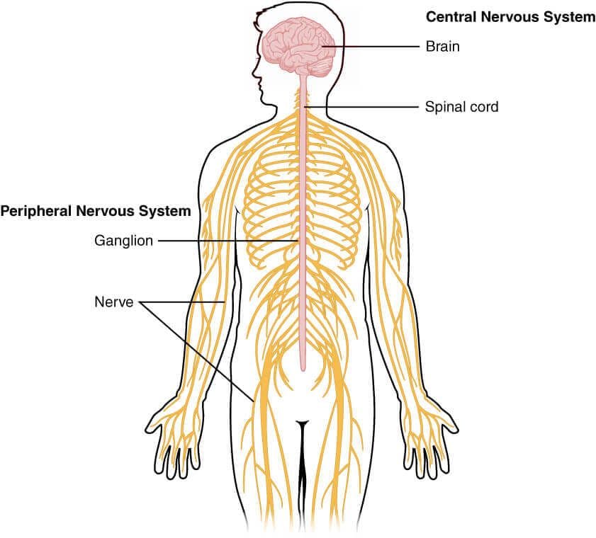 Division of the central and peripheral nervous systems of the body