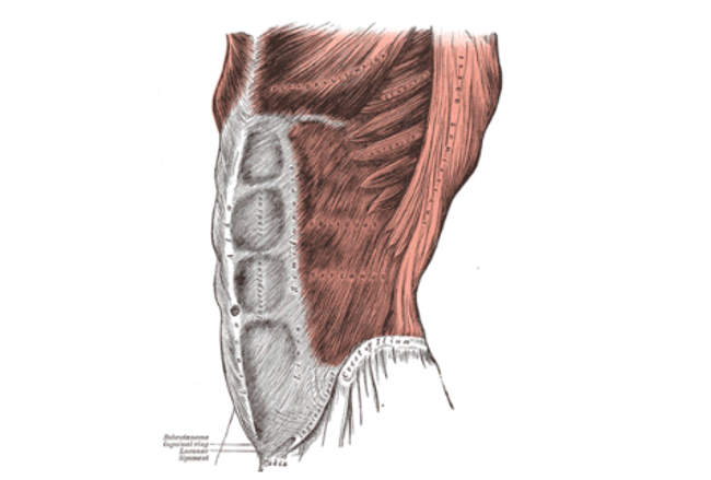 The external oblique muscle on the lateral side of the body
