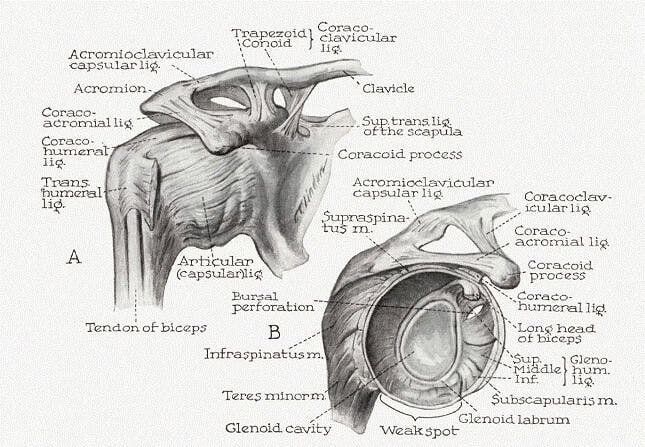 An image of the glenohumeral joint, humerus, and scapula