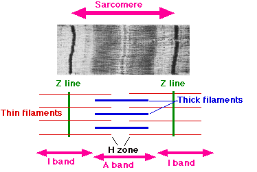 Z-disk - Glossary Term Z-disk - Glossary Term Illustration