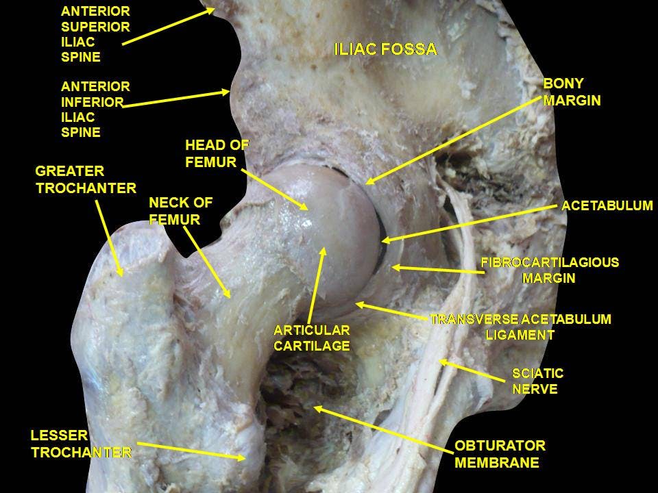 Labelling of the structures of the hip joint. The anterior capsule is being stressed with postero-anterior hip joint mobilizations. Image courtesy of https://commons.wikimedia.org/wiki/File:Slide2DAD.JPG