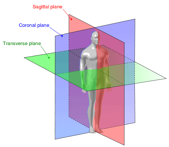 3 planes of motion: Sagittal, Coronal and Transverse