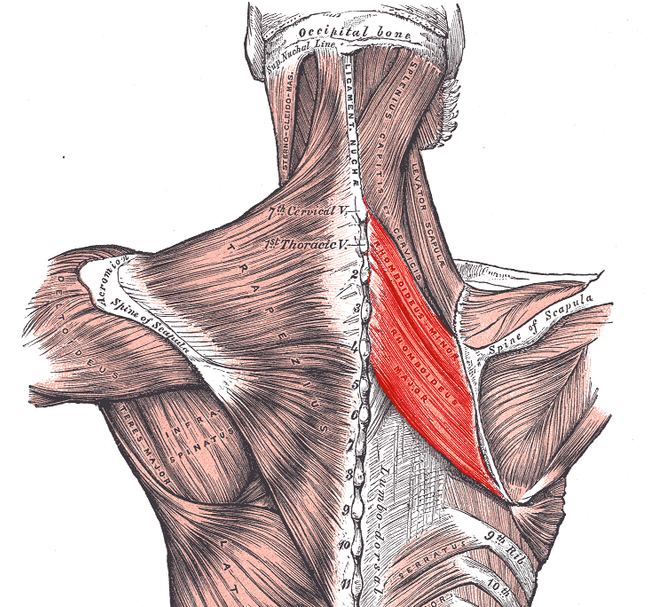 The rhomboid major and minor muscle on the posterior side of the shoulders