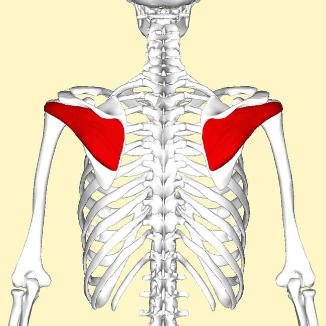 Infraspinatus muscle on the shoulder blade