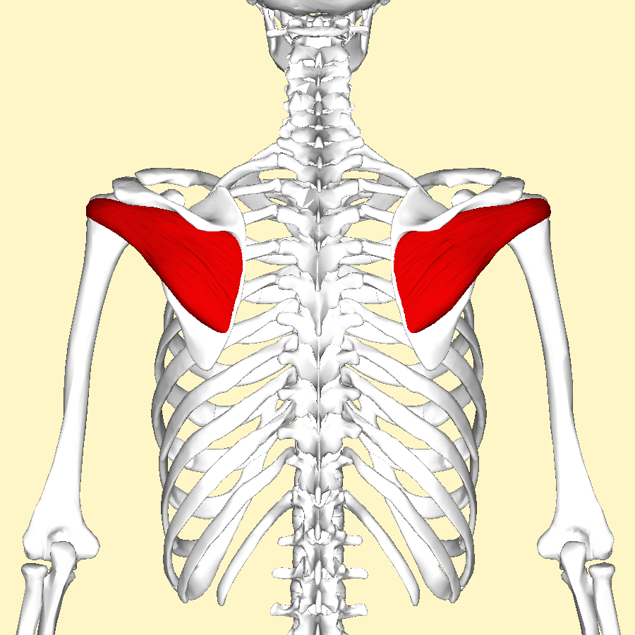 The infraspinatus with attachments on the sapula and humerus 