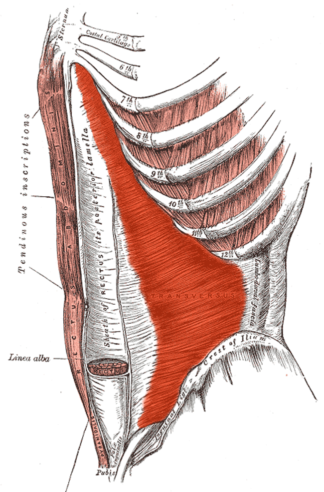 Illustration of the Transverse Abdominis and the Rectus Sheath from Gray&#39;s Anatomy 20th Ediction