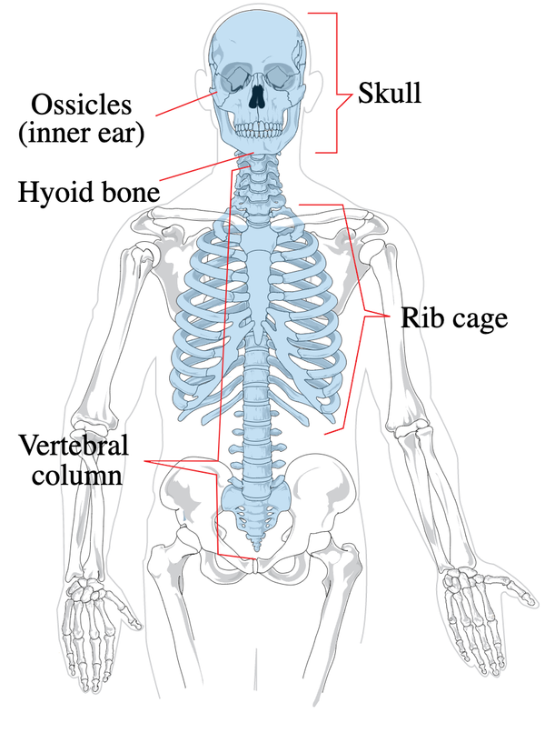 Axial Skeleton Thumbnail