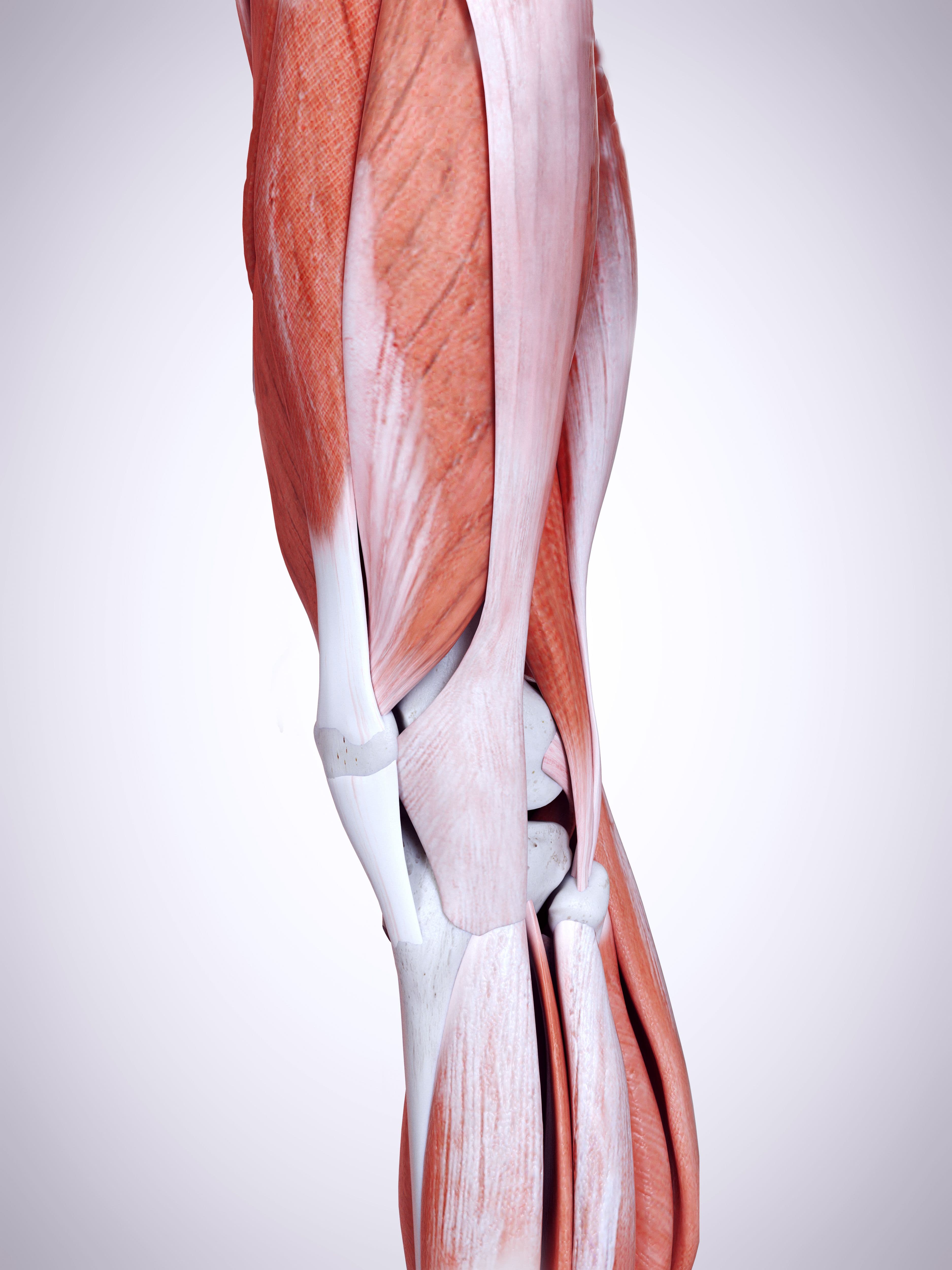 Kinesiology of the Knee