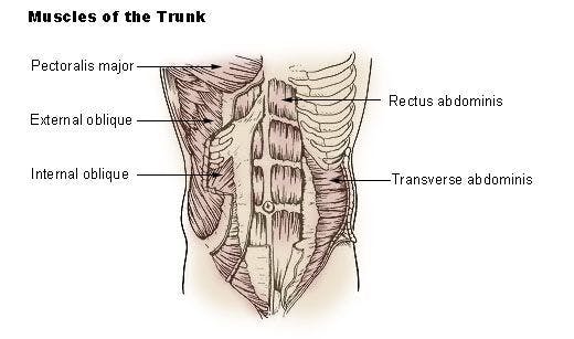 Illustration of the various layers of anterior abdominal muscles