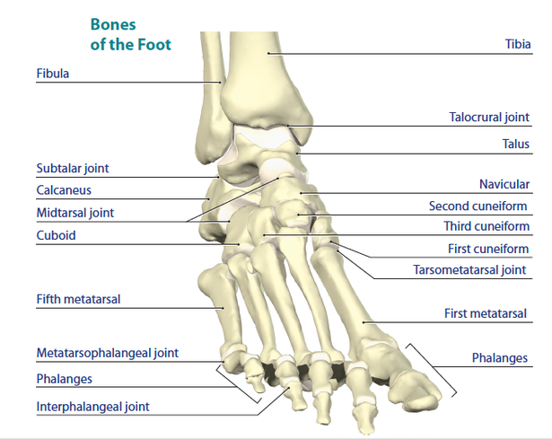 A labeled diagram of the bones of the foot, tibia, and fibula