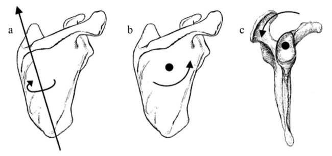 Axis of rotation for each of the scapular movements investigated in the study. A. External Rotation B. Upward Rotation C. Posterior Tilting Source: Suprak et al. 2013