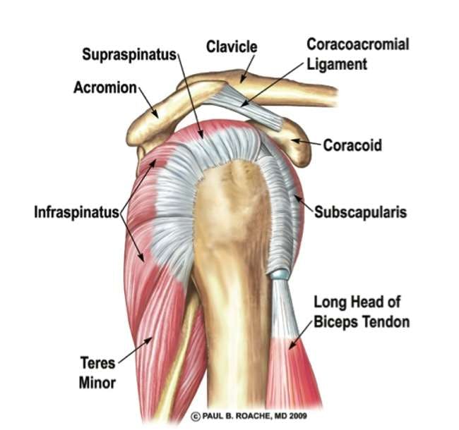 Illustration of the lateral view of the glenohumeral joint with the infraspinatus, teres minor, subscapularis, supraspinatus labeled.