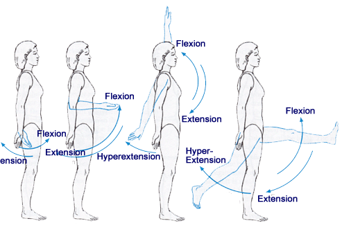Flexion and extension of the elbow, wrist, shoulder, hip and trunk in the sagittal plane 