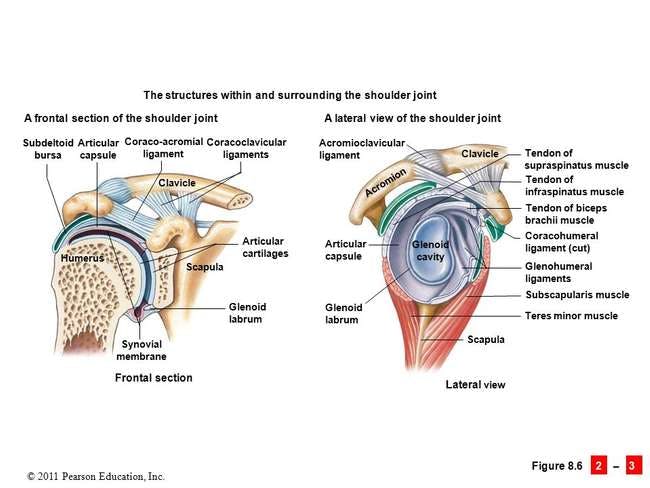 Color illustration of Internal Shoulder with non-contractile tissues labeled.