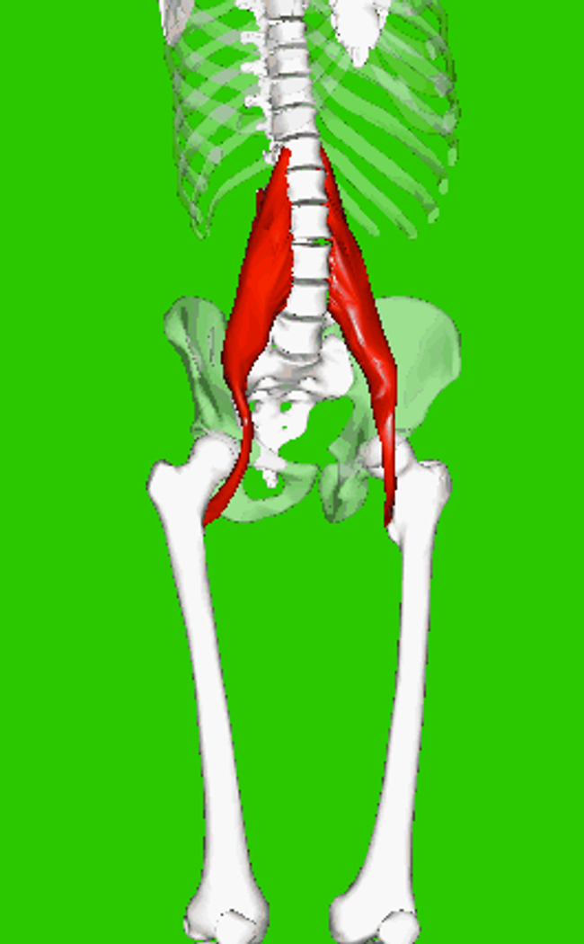 The psoas major muscle sitting deep on the skeletal system