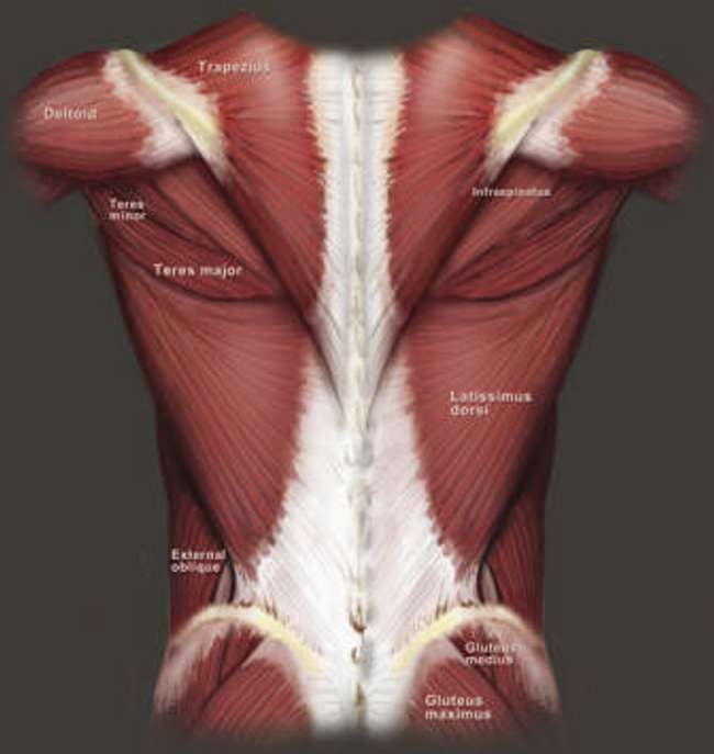 The posterior muscles of the upper body
