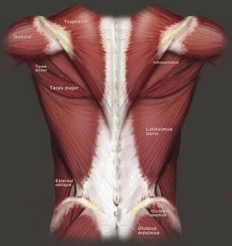 The posterior muscles of the upper body