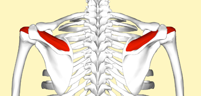 Supraspinatus muscle on the skeleton