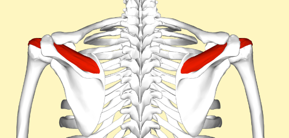 Supraspinatus muscle on the skeleton