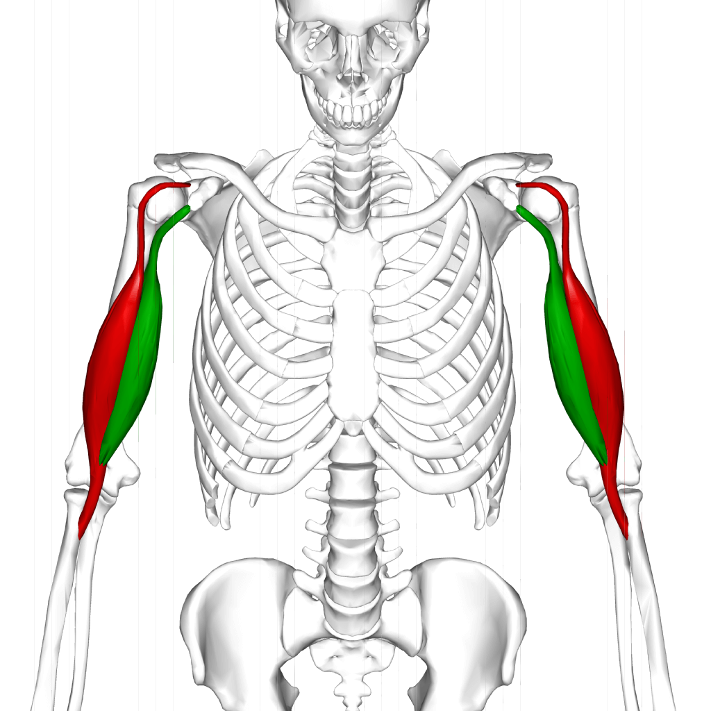 The biceps brachii muscle (long head and short head)