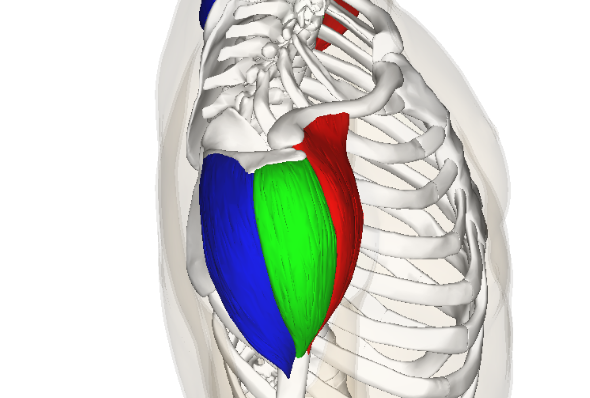 The location of the three deltoid muscles of the shoulder joint