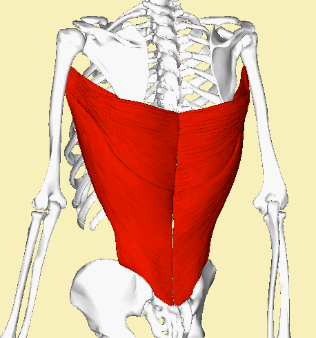 The lats, covering most of the thoracic and lumbar spine