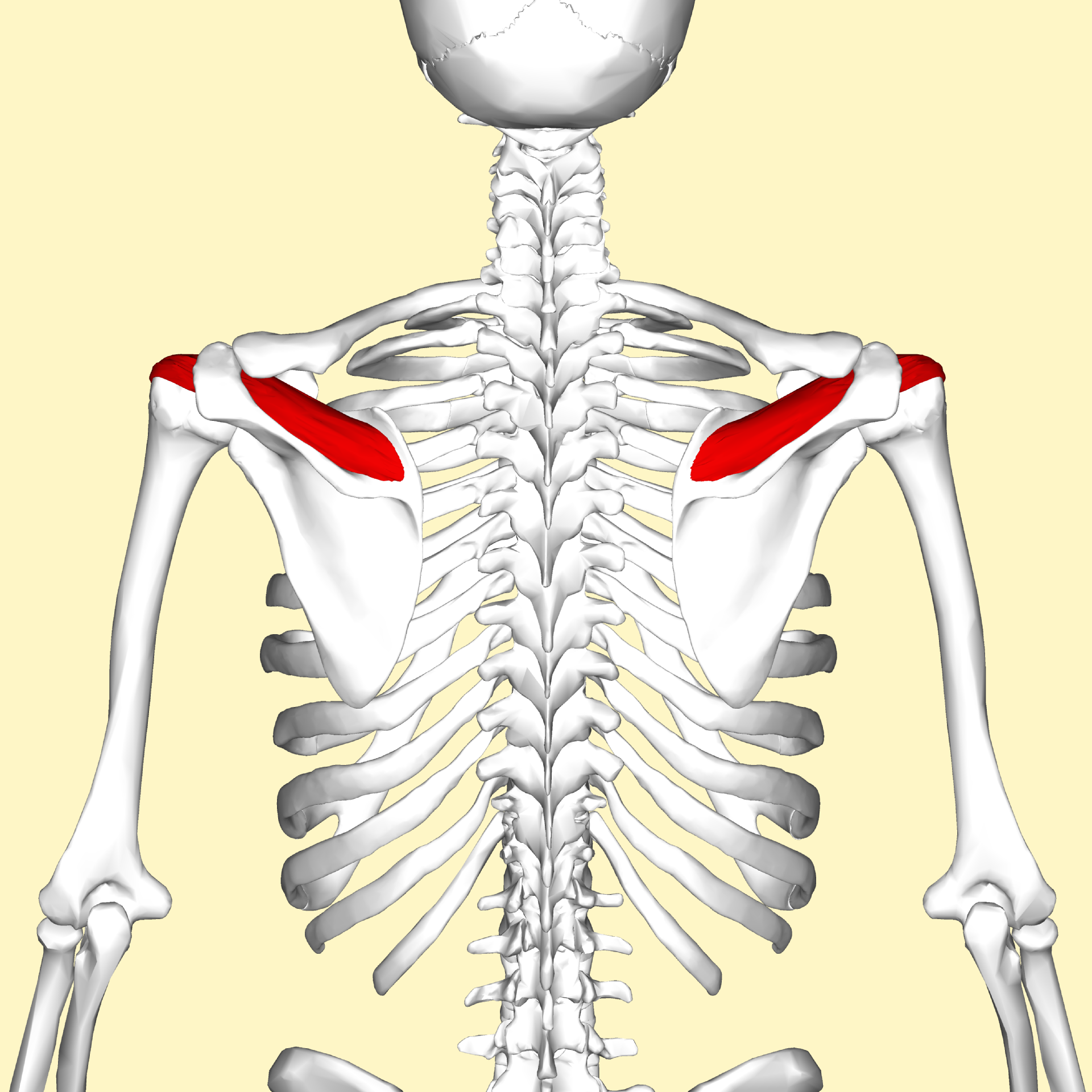 Functional Anatomy of the Supraspinatuswebinar thumbnail