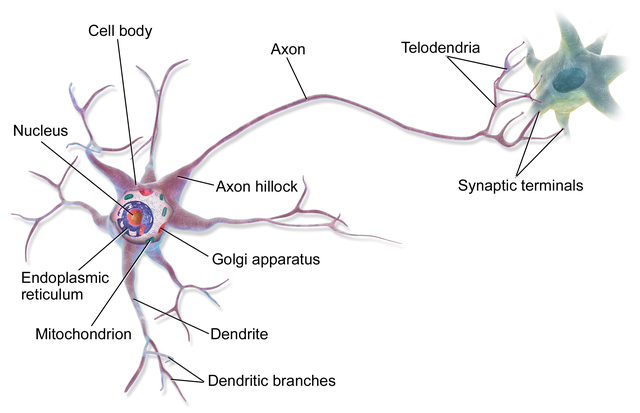 Nerve Cell Thumbnail