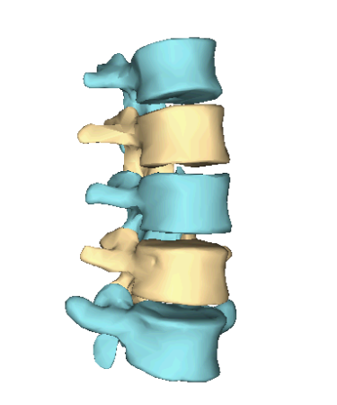The spinal segments of the vertebral column