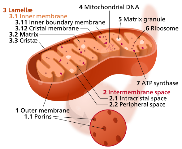 Mitochondria Thumbnail