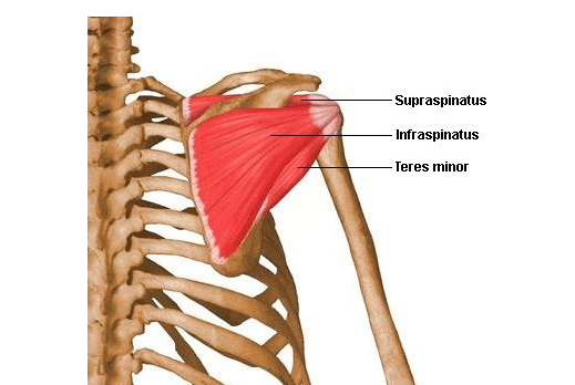 The supraspinatus, infraspinatus, and teres minor muscle of the rotator cuff