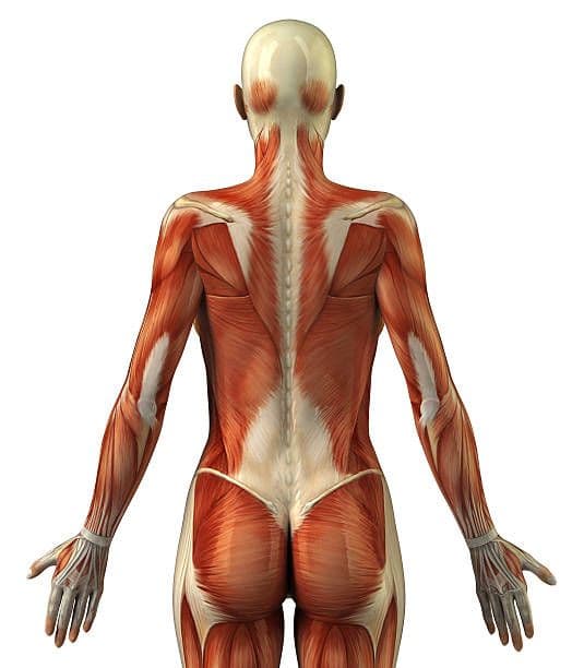 Kinesiology of the Trunk