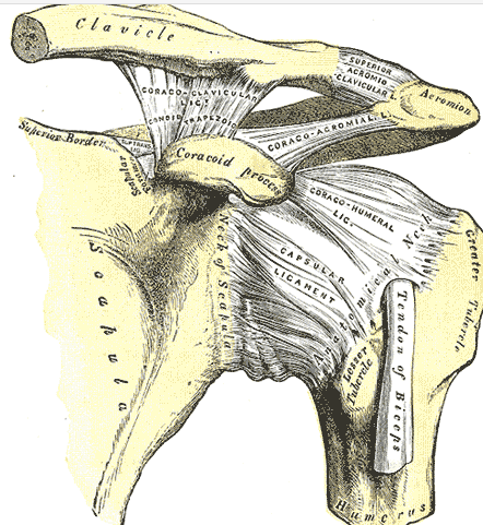 The bones, boney landmarks, and ligaments of the shoulder joint