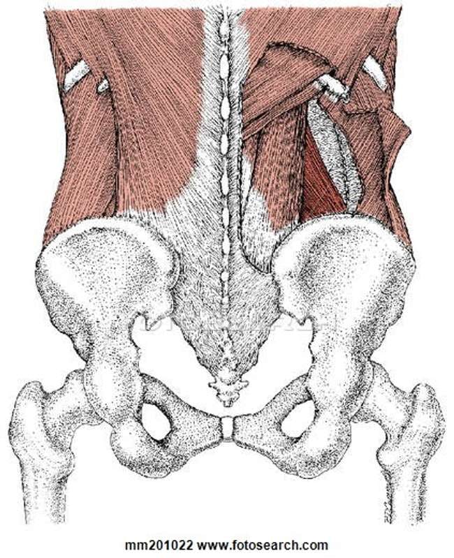 Note how deep the Quadratus Lumborum is in reference to other muscles inserting into the lumbar spine. In this diagram we see the Quadratus Lumborum peering out from behind the iliocostalis and the serratus posterior inferior, and the internal obliques, transverse abdominis and latissimus dorsi have been cut away. Illustration courtesy of - http://fscomps.fotosearch.com/online-courses/online-courses/bigcomps/LIF/LIF156/MM201022.jpg