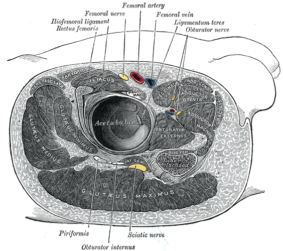 A sagittal cross section through the acetabulum, depicting the relative location of various muscles relative to the hip.