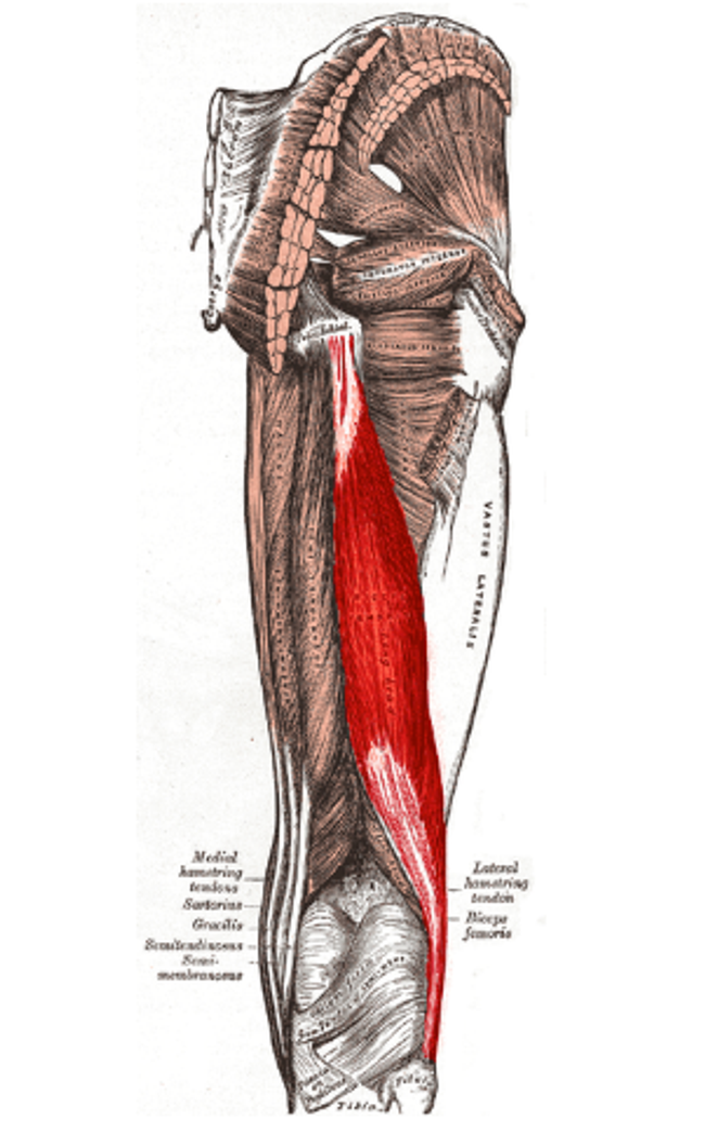 The biceps femoris muscle running on the posterior side of the leg