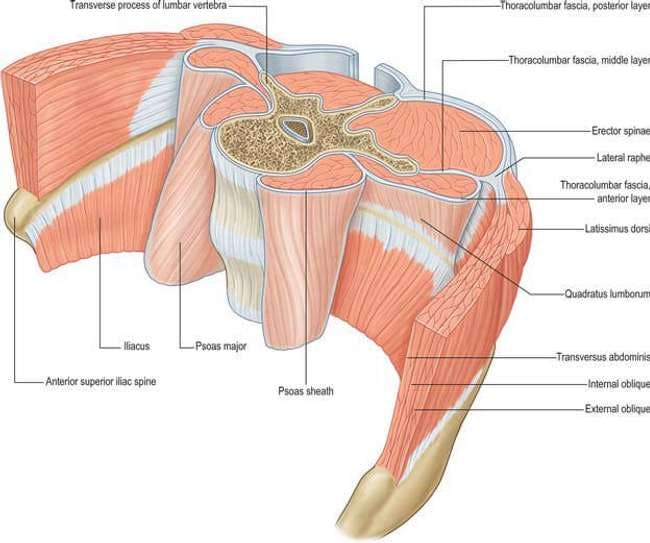 The psoas and muscles surrounding the lumbar spine.