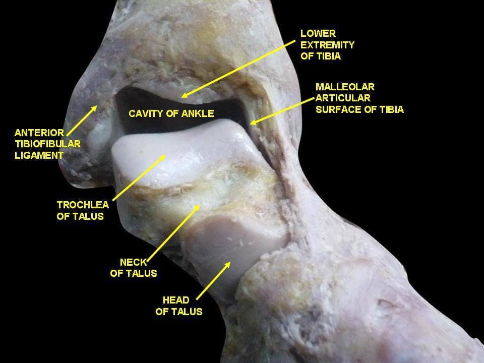 The anatomy of the ankle joint showing the bones and boney landmarks