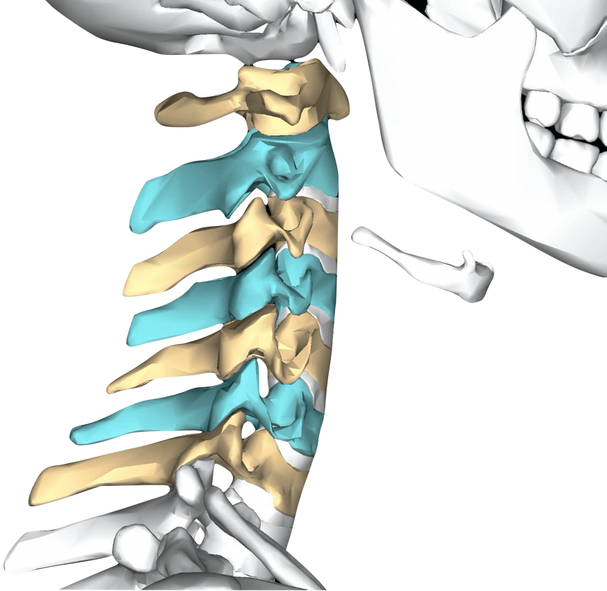 Cervical spine (C1-C7) anatomy and bones segments