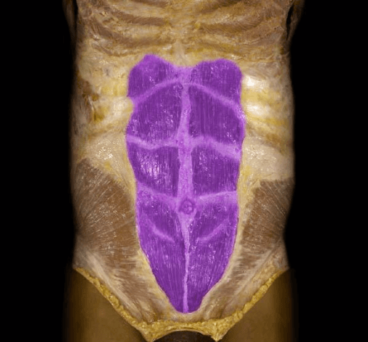 Rectus Abdominis and Pyramidalis - Brookbush Institute